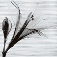 PWU09EST1 Панно из 2 плиток Esta 500*500 РАСПРОДАЖА